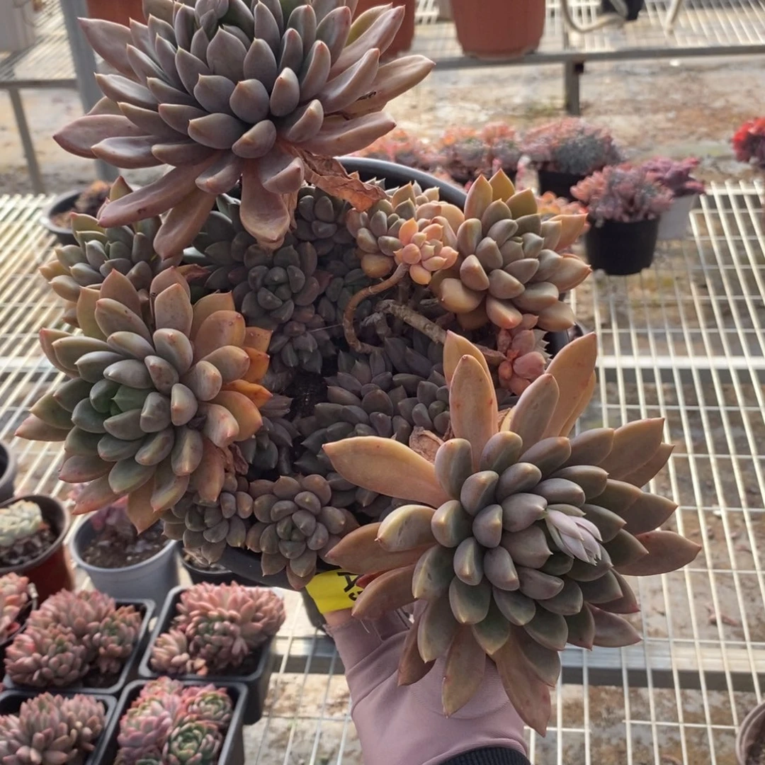 504象牙多头一物一拍