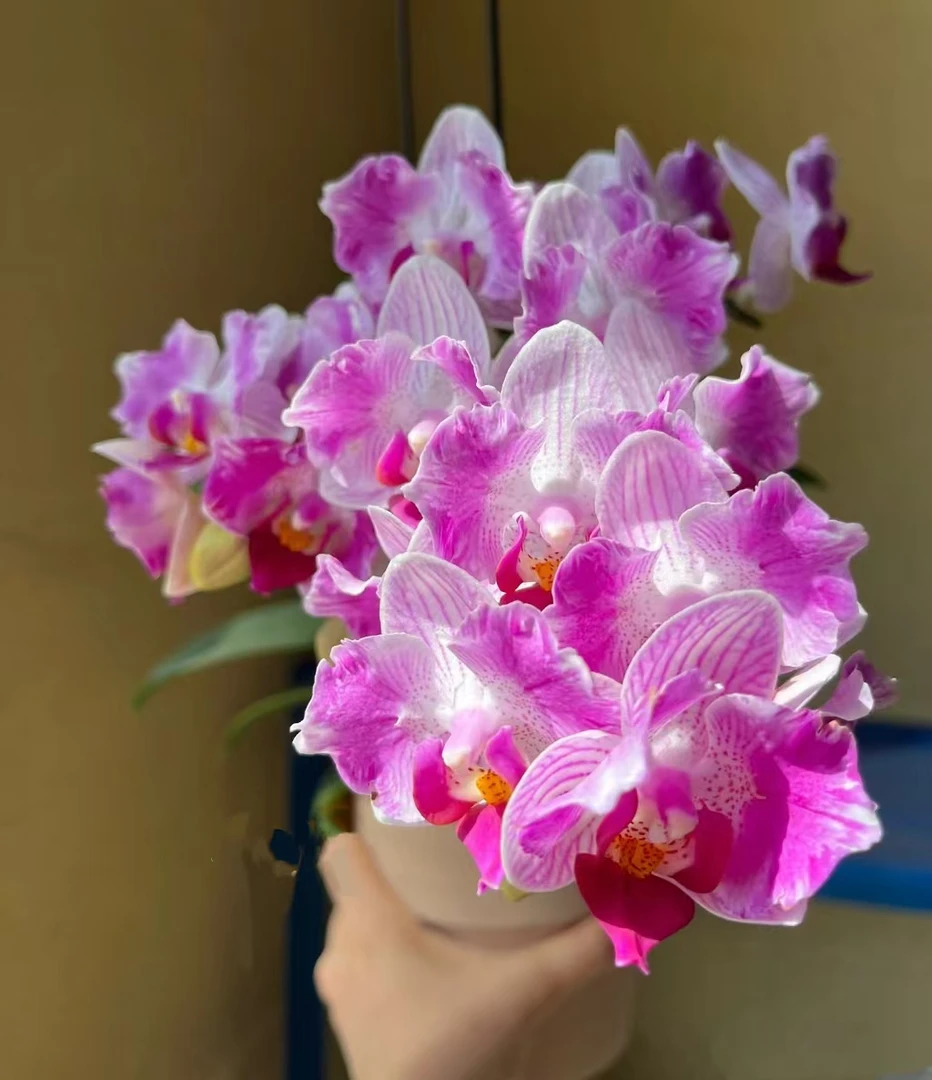 【带花剑】风铃蝴蝶兰花苗带花剑2.8寸杯