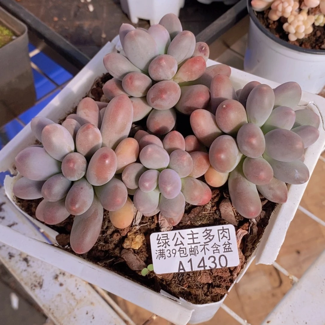 彩虹奶10cm1430多肉植物