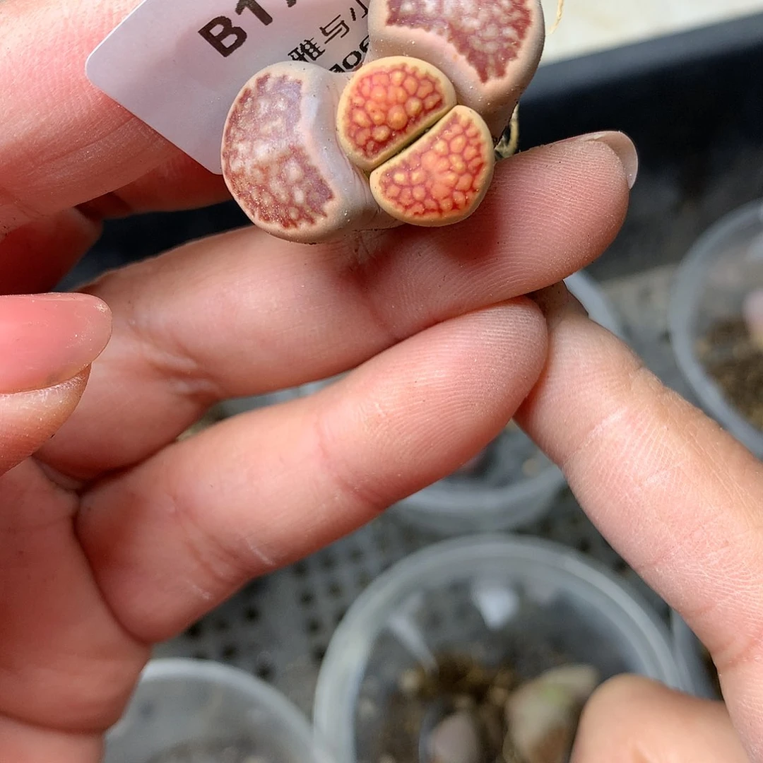 B179多肉植物保护研究所