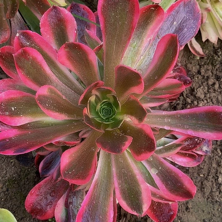 香妃凑单花落无声