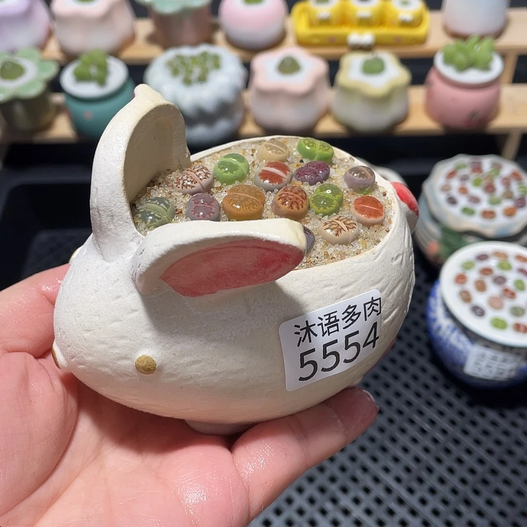5554 带盆土植物 一物一拍