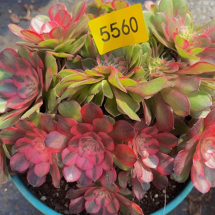 花***朵哈哈多肉葡萄福利来5560