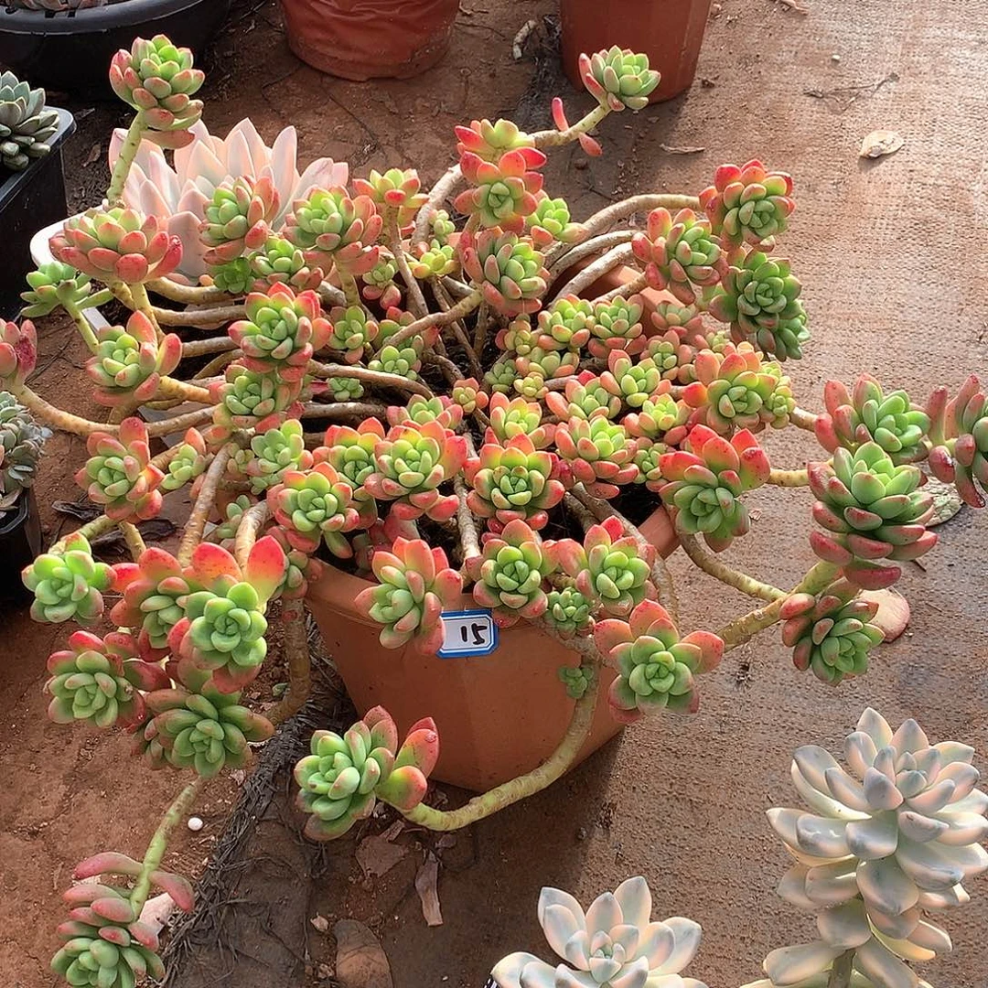 15香格里拉 一物一拍多肉