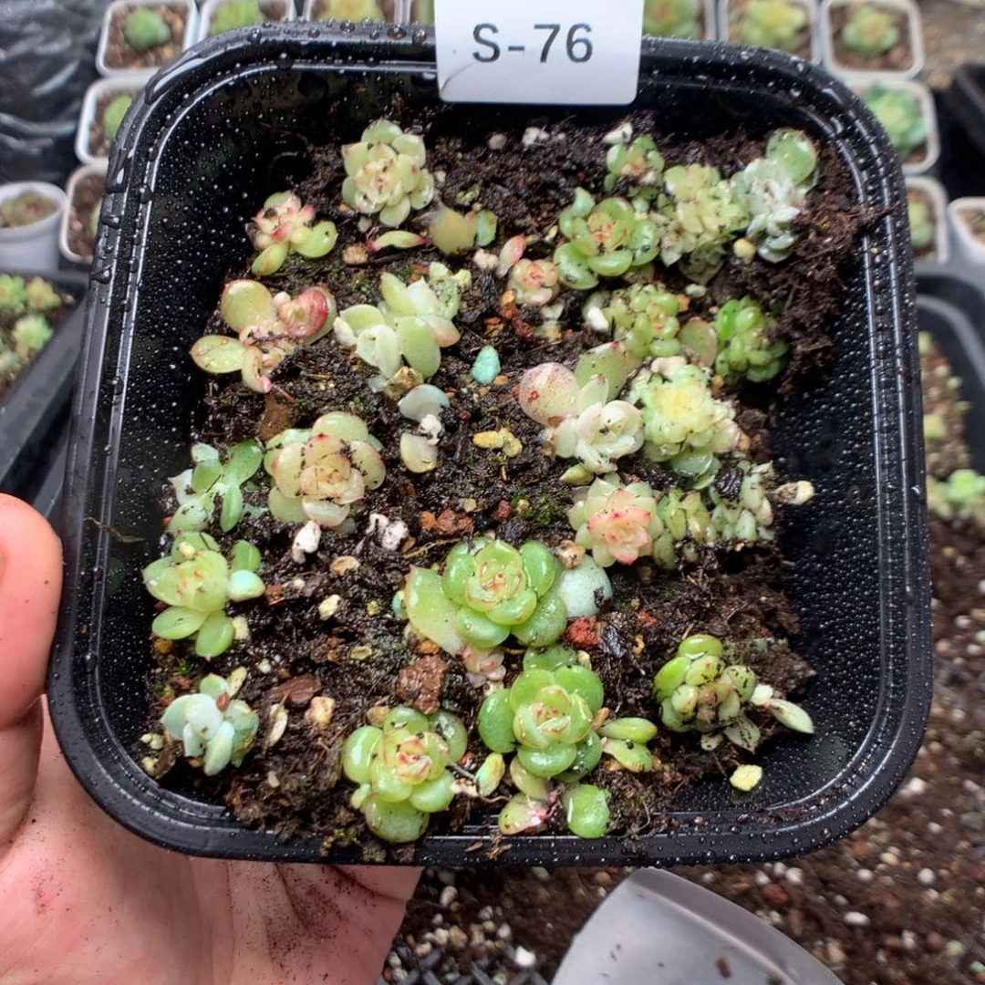 无花朵S76英语英语
