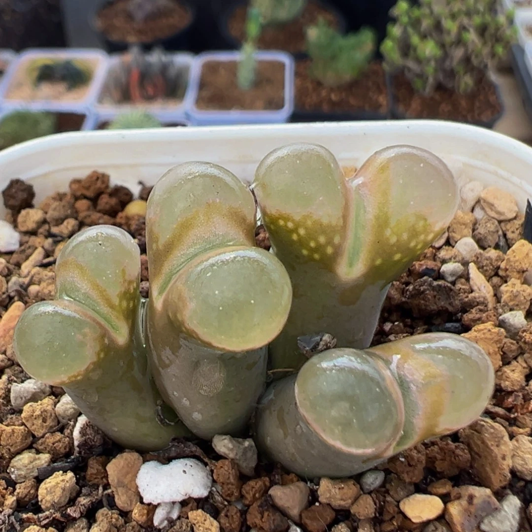 228多肉植物百科植物