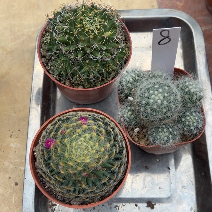 明星，琴丝，芳香丸三颗实生