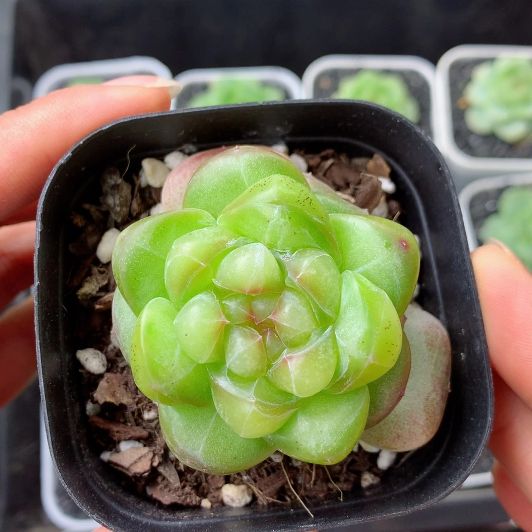 58包邮  群生不包整 87
