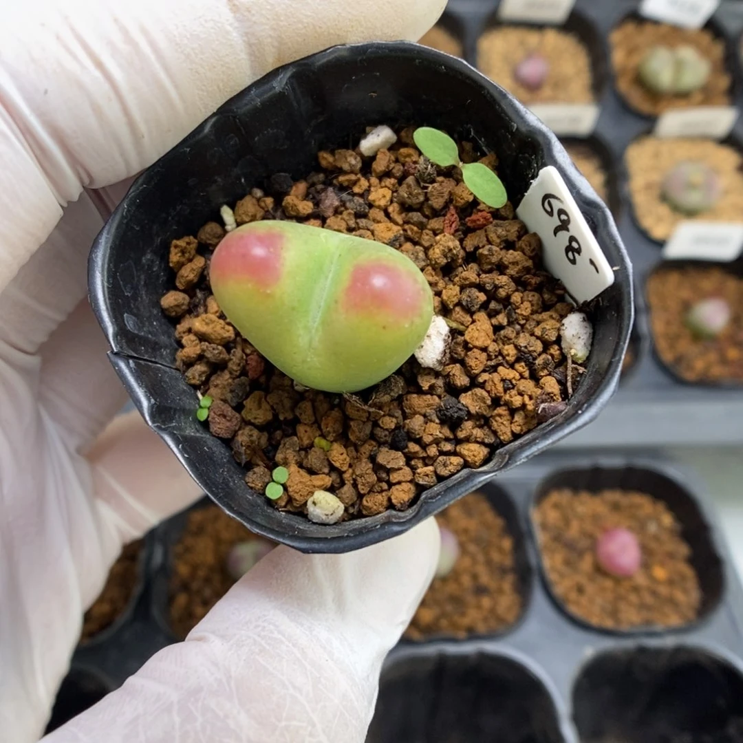 多肉植物肉锥杂交K-4503 下播