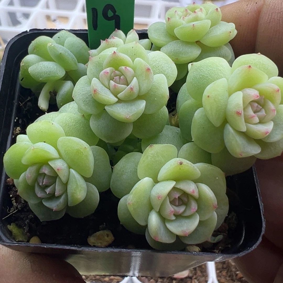 糖心多肉一物一拍19