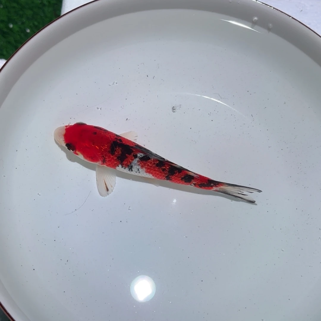 N***0锦鲤锦鲤 观赏鱼 锦鲤