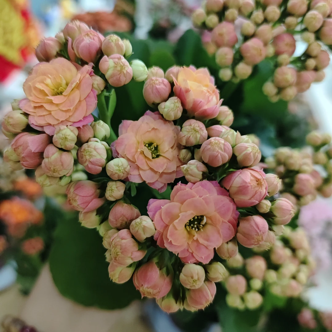 【多肉家】马卡龙长寿花130盆