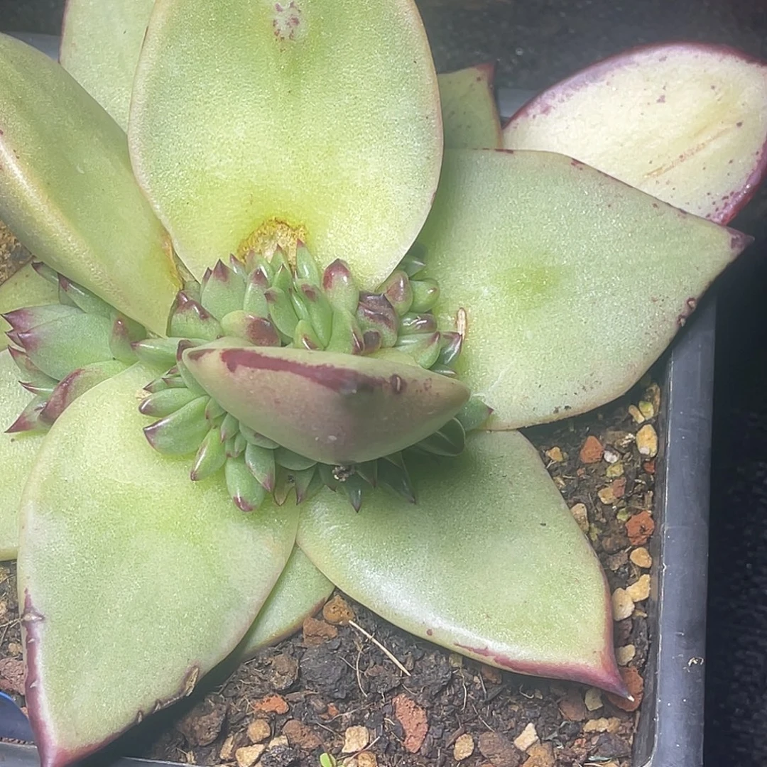 胜***塬多肉植物一组一排排
