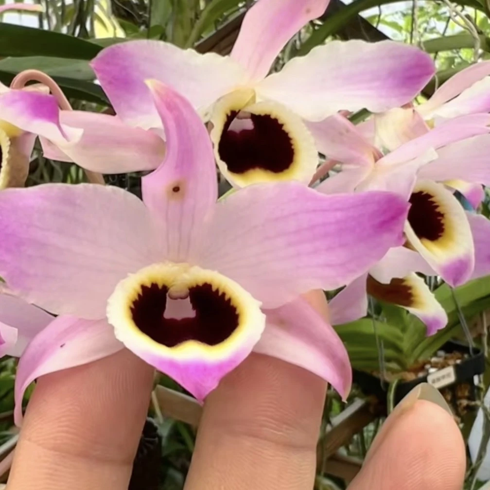 蜂腰石斛：栗斑蜂腰和黄芯蜂腰兰盆栽浓香型精品绿植适合阳台