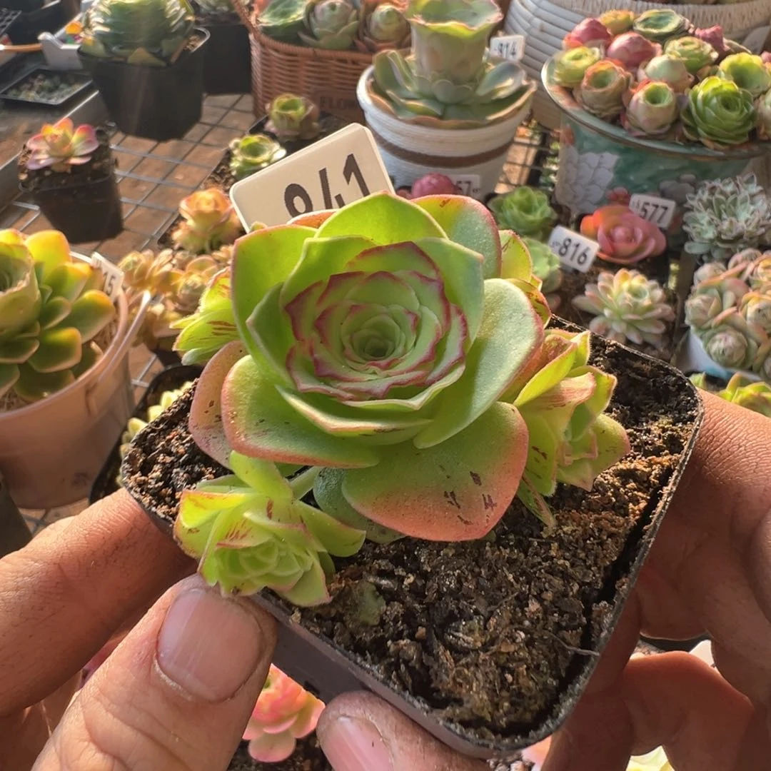 溯**?红叶841山地玫瑰多肉