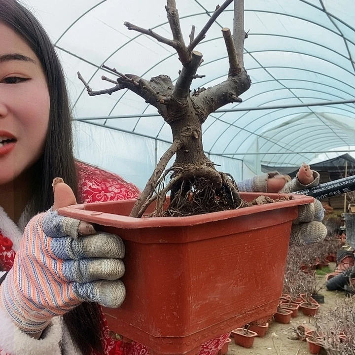 原生东洋锦海棠花盛开