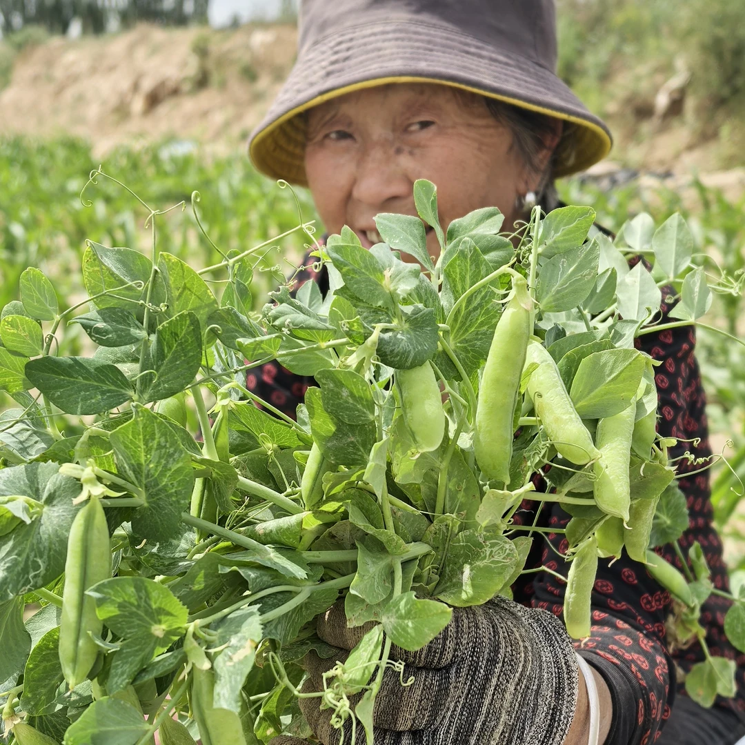 顺丰包邮甘肃现摘高山豌豆荚农家自种营养健康净重3--8斤装