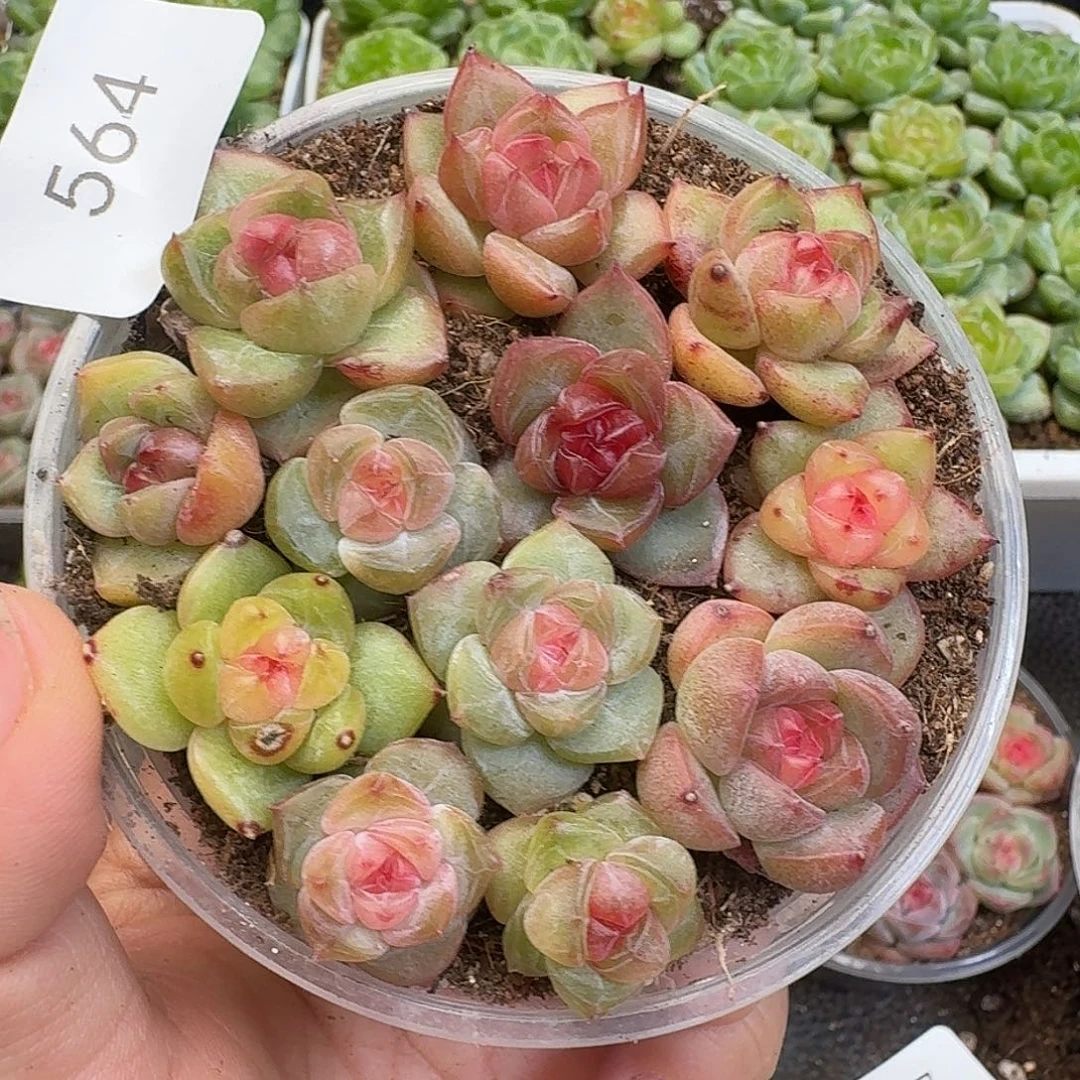 一物一拍一物一拍917-564