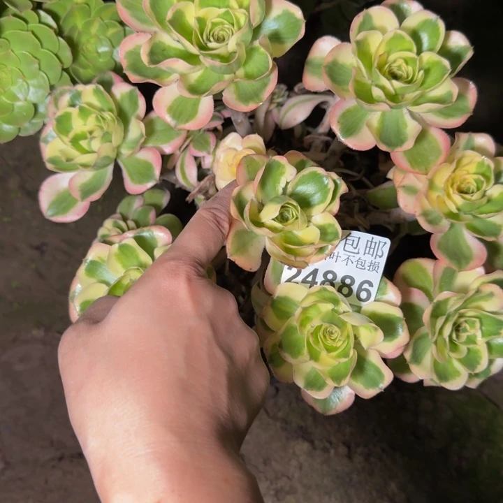 24886南燕姿多肉植物