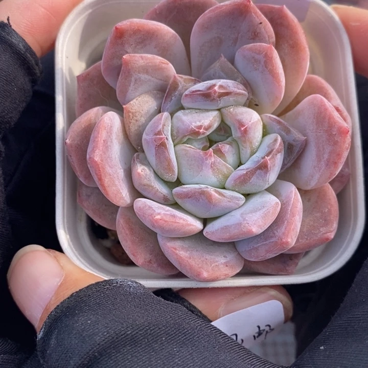 1201-505，粉魄1个