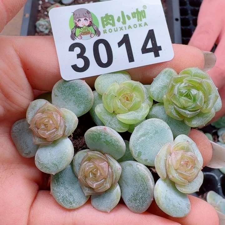 多肉植物多肉植物