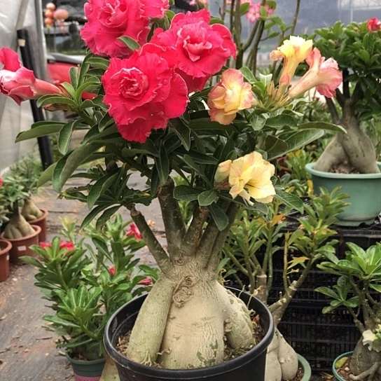 七色重瓣一物一拍