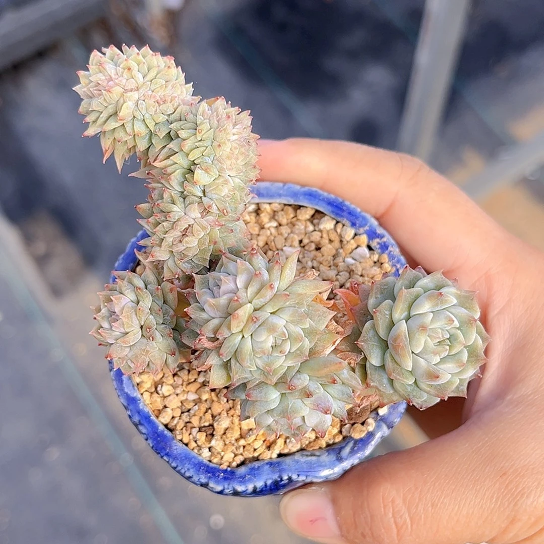 211 冰魄缀   满18包邮