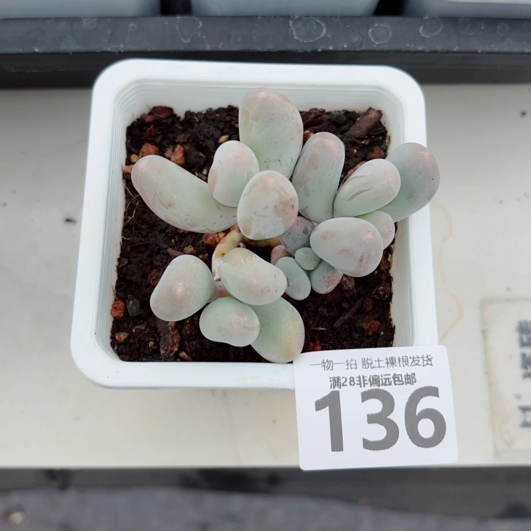 米可奶老桩多肉多肉多肉