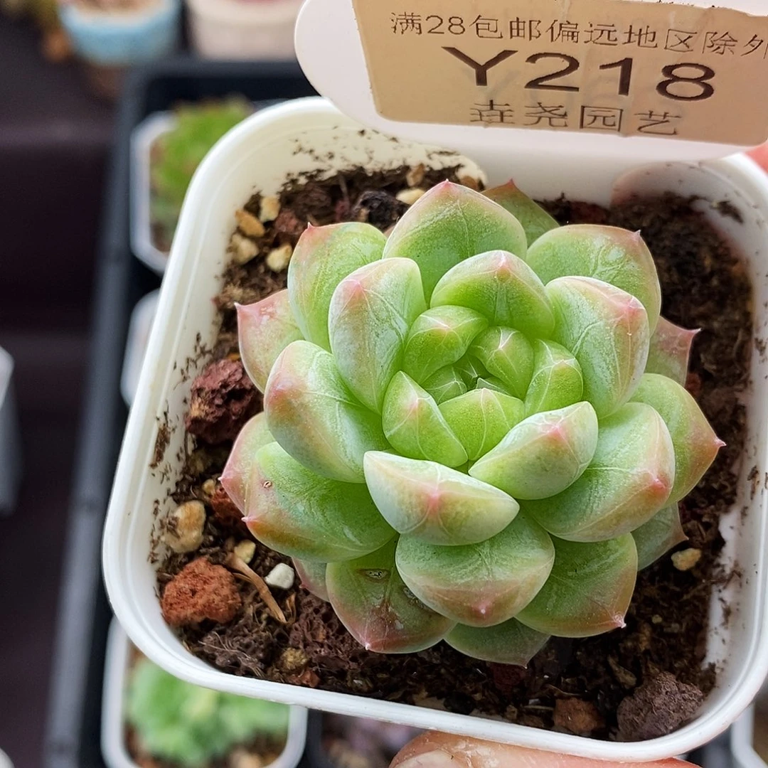 0218 x43 单头 4cm