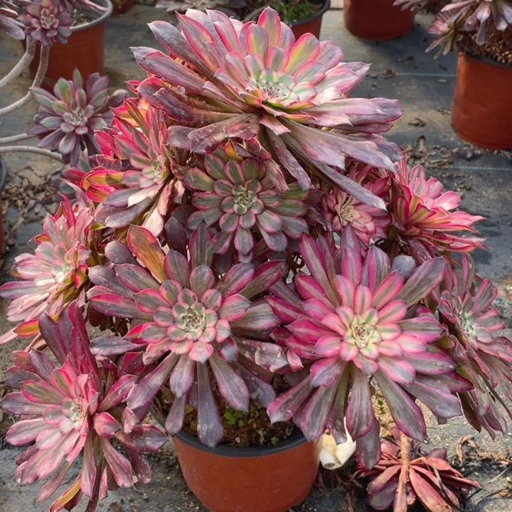 269黑天鹅法师多肉断枝不售后