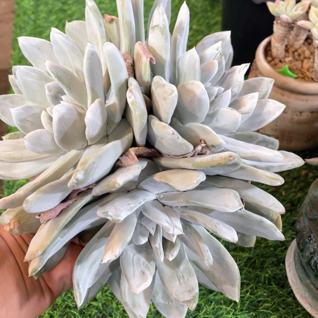牡丹苹果叶群生福利粗桩
