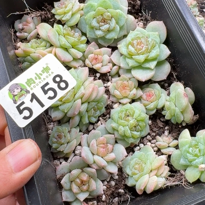 唐***糖多肉植物多肉植物
