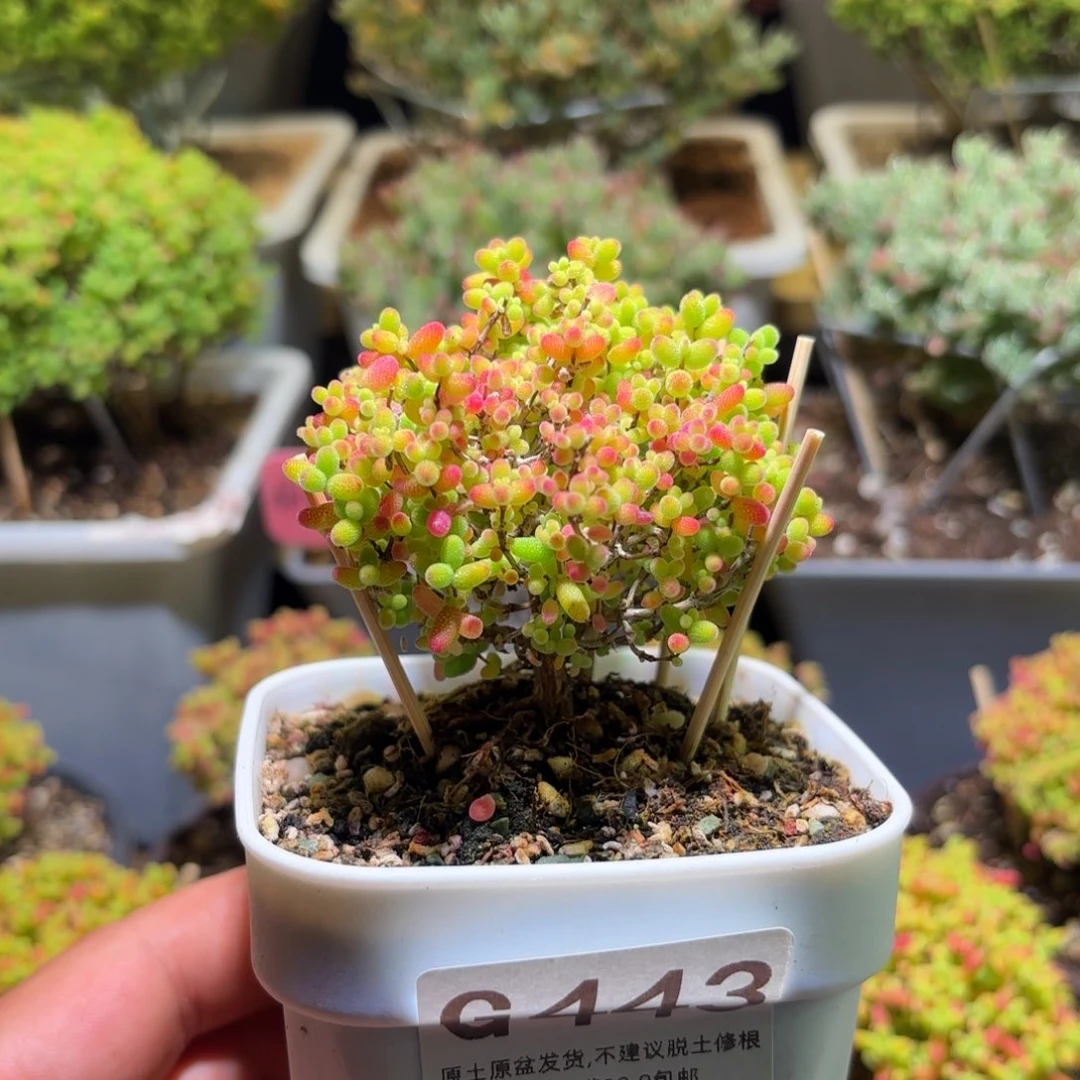 枝干番杏密橘糖球G443