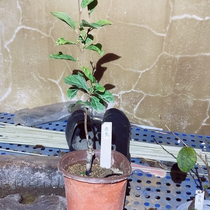 九***艺完全开放哈哈哈哈哈哈