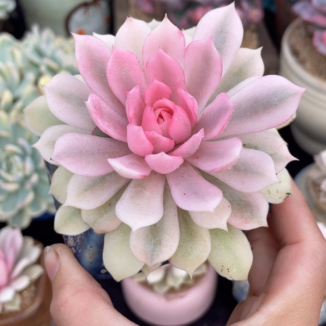 503粉蝶锦单头多肉植物一物一拍