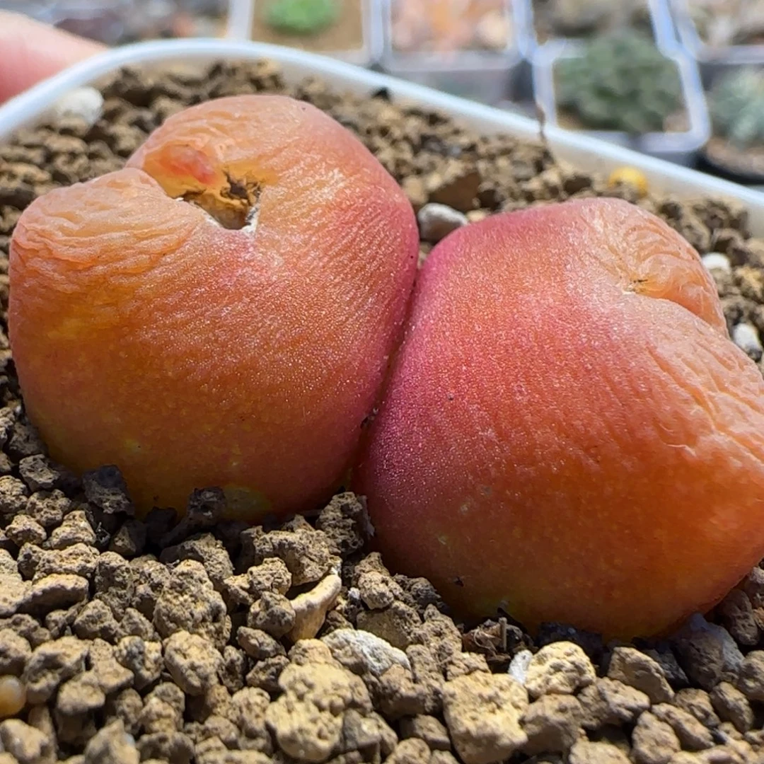 1430.5水蜜桃多肉植物百科