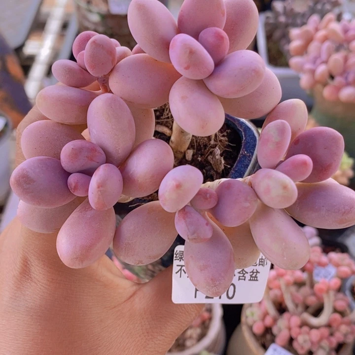 桃蛋老桩7cm210多肉植物