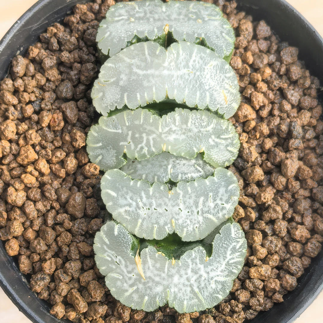 多肉植物十二卷白熊玉扇7-8厘米，带原盆土发货，包邮。