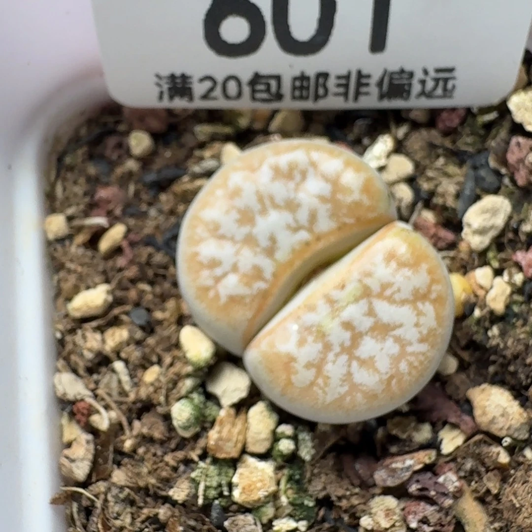 拿铁 309A 带盆土