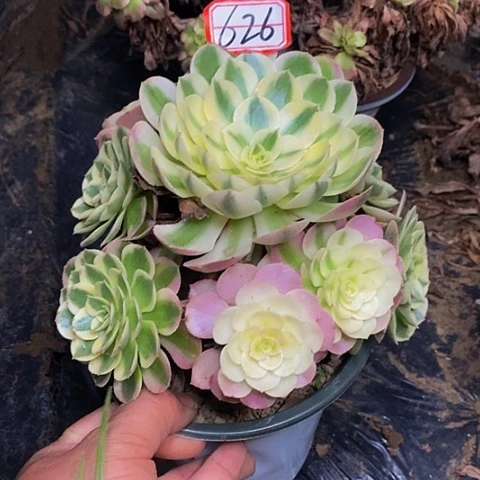 荔枝荔枝老桩捧花626号