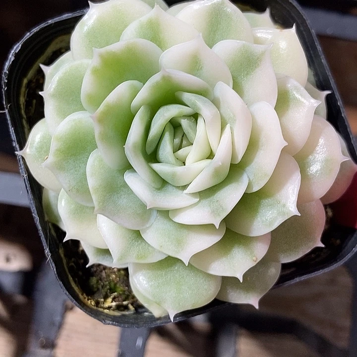 多肉植物昂斯诺锦213