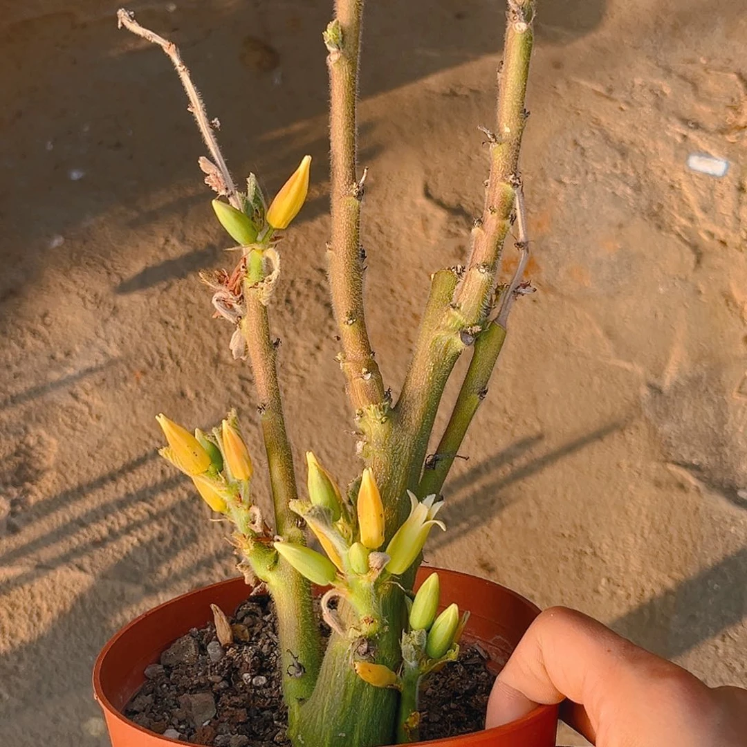 圣果西番莲捡漏款