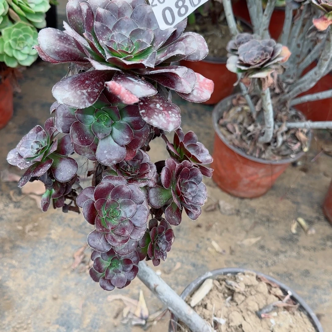 黑圆叶080满20包邮断枝不包