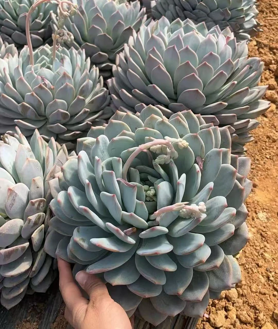 超大梦露 多肉植物云南基地直发货 新手好养活 室内外办公室 绿植