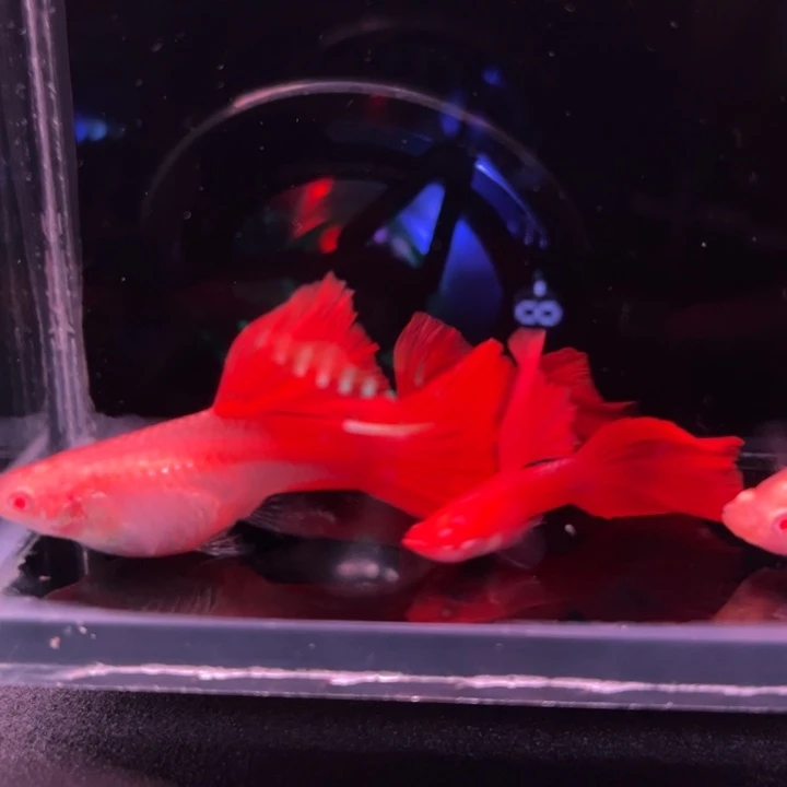 孔雀鱼血红红玫瑰2对