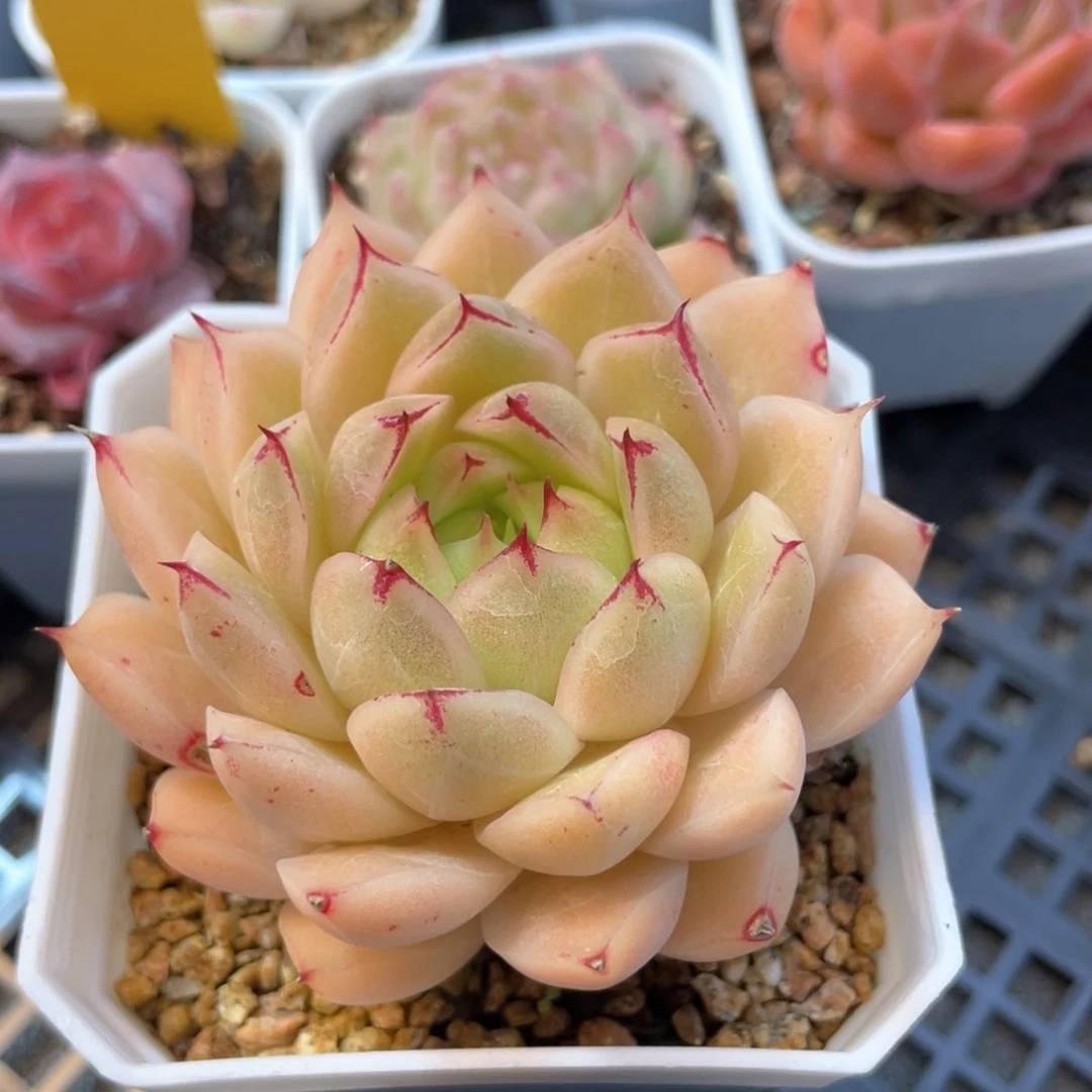 优选枫叶麦杆1387