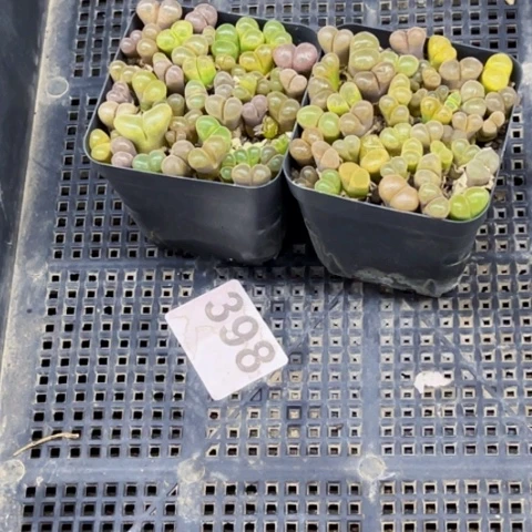 398风林玉一物一图如图
