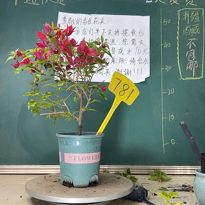 当前无花栽培后可以开花紫桑巴 781