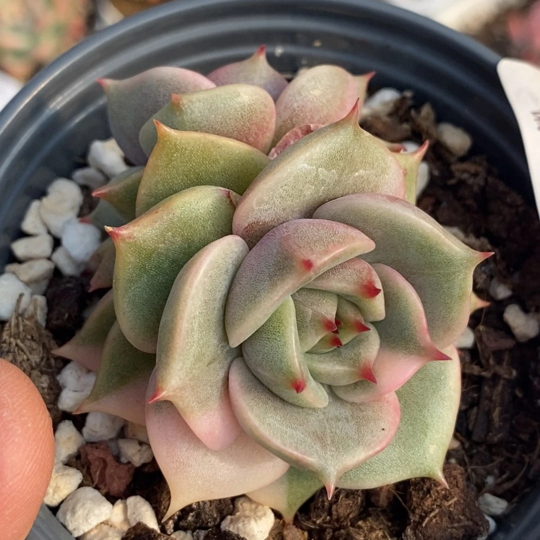 457贝加尔湖锦拉丝双头