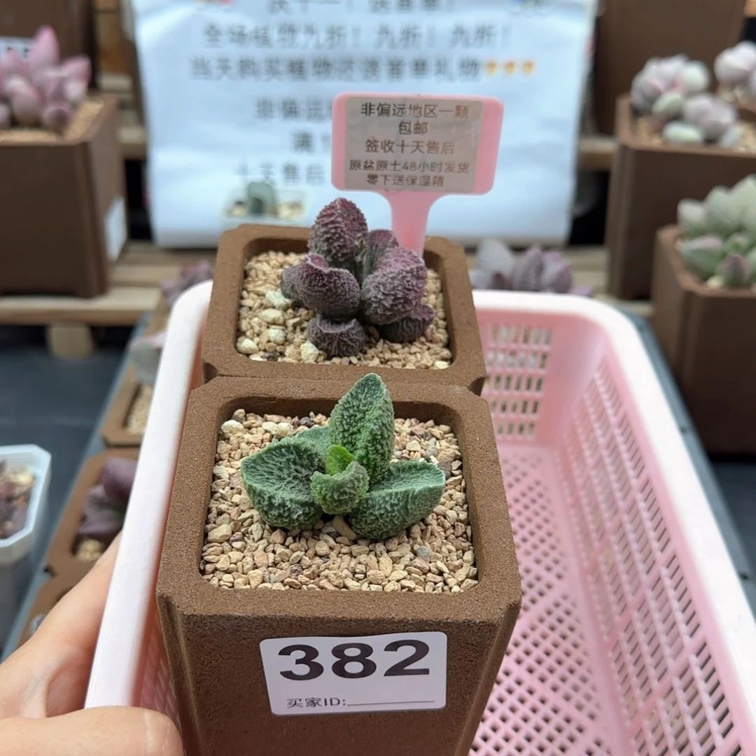 就****吧282荼靡微瑕青黛多肉植物